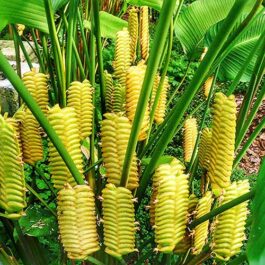 Calathea Crotalifera (Single plant)