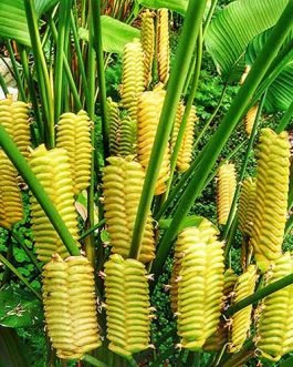Calathea Crotalifera (Single plant)