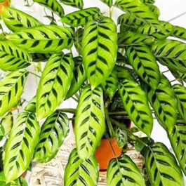 Calathea Leopardina (Single plant)