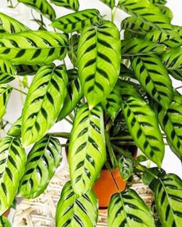 Calathea Leopardina (Single plant)