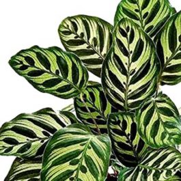 Calathea Peacock/ Calathea Makoyana (plant clump))
