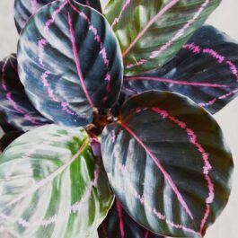 Calathea Roseopicta Dottie (plant clump)