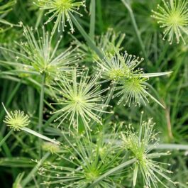 Cyperus Haspan (Single plant clump)