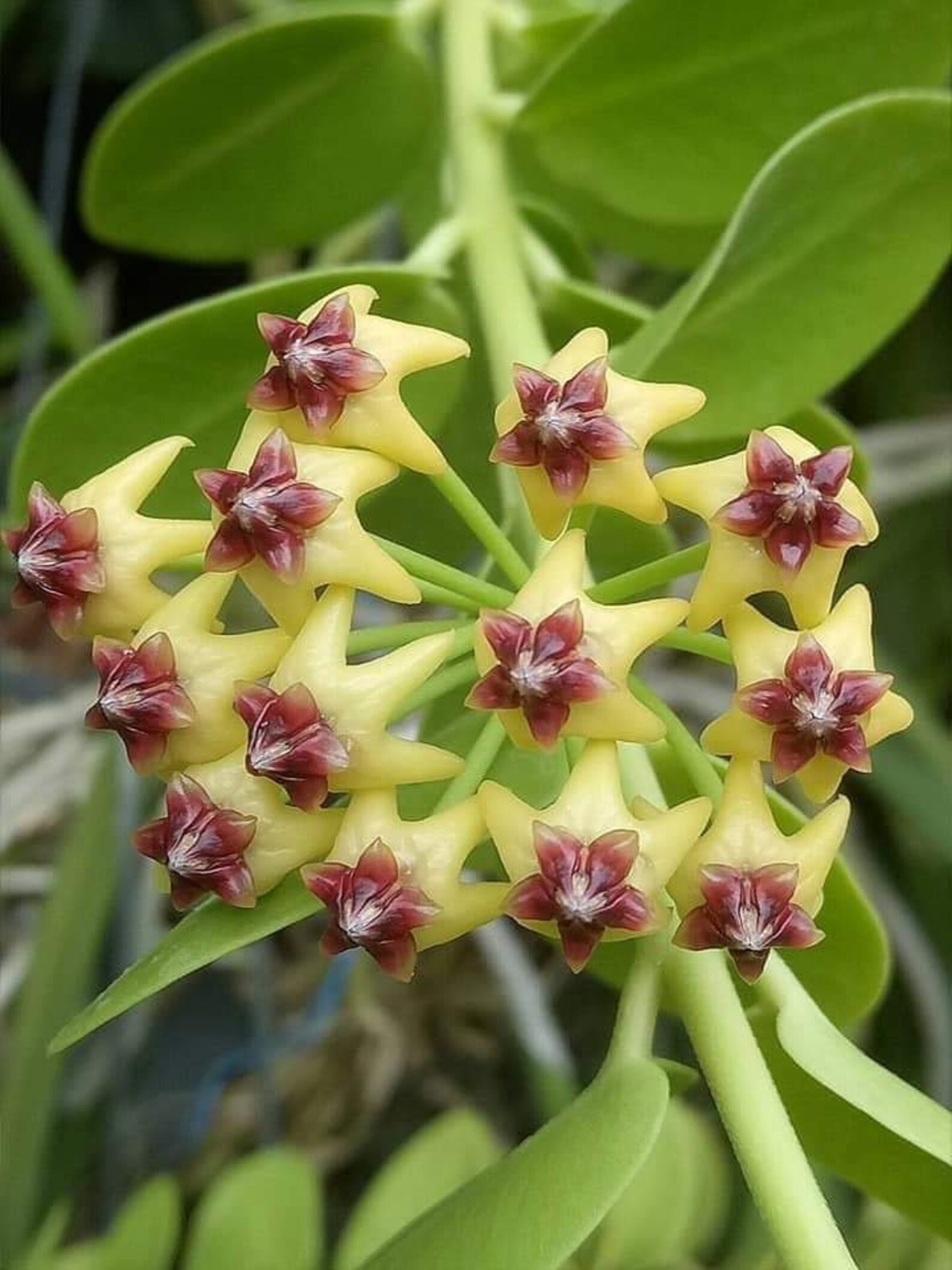 Hoya Densiflora (single plant) - Image 7