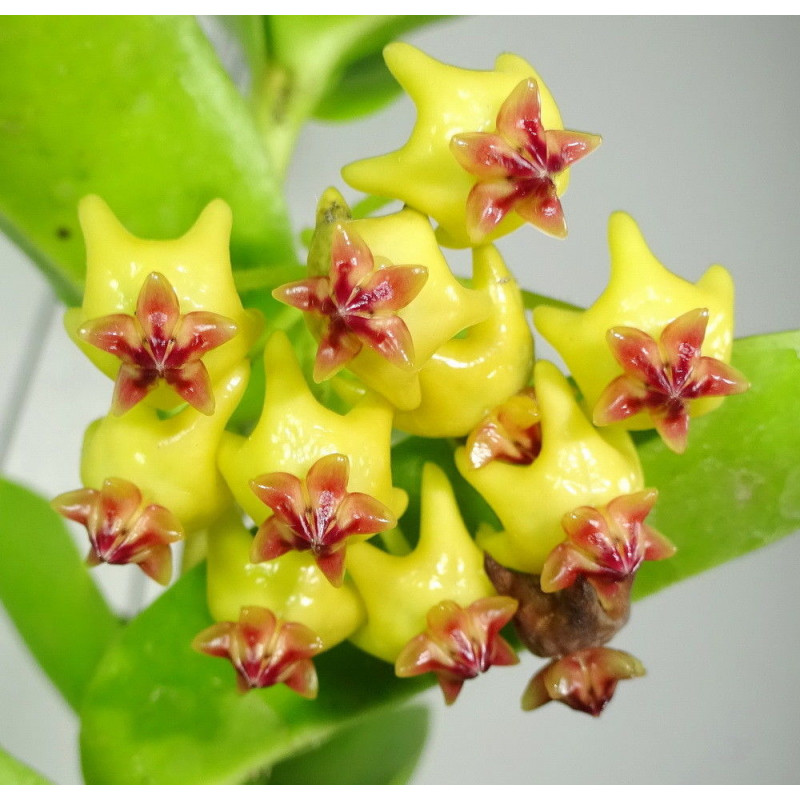 Hoya Densiflora (single plant) - Image 8