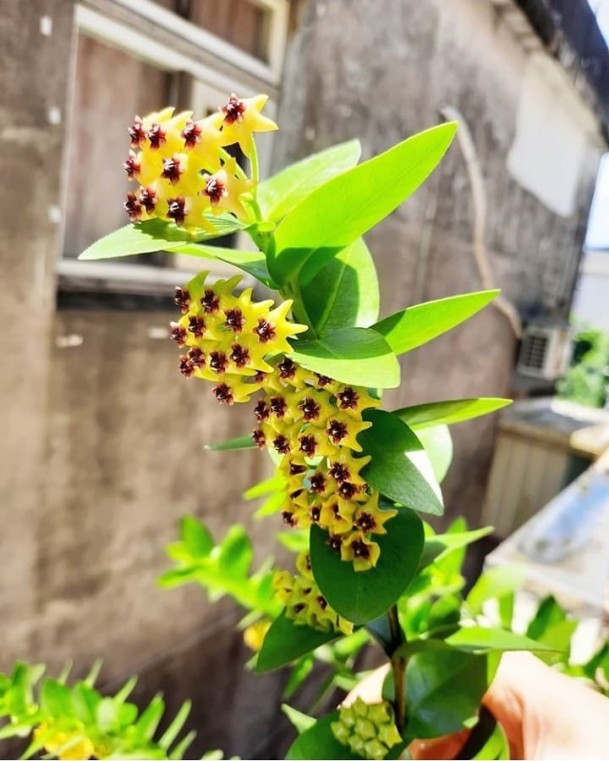 Hoya Densiflora (single plant) - Image 9