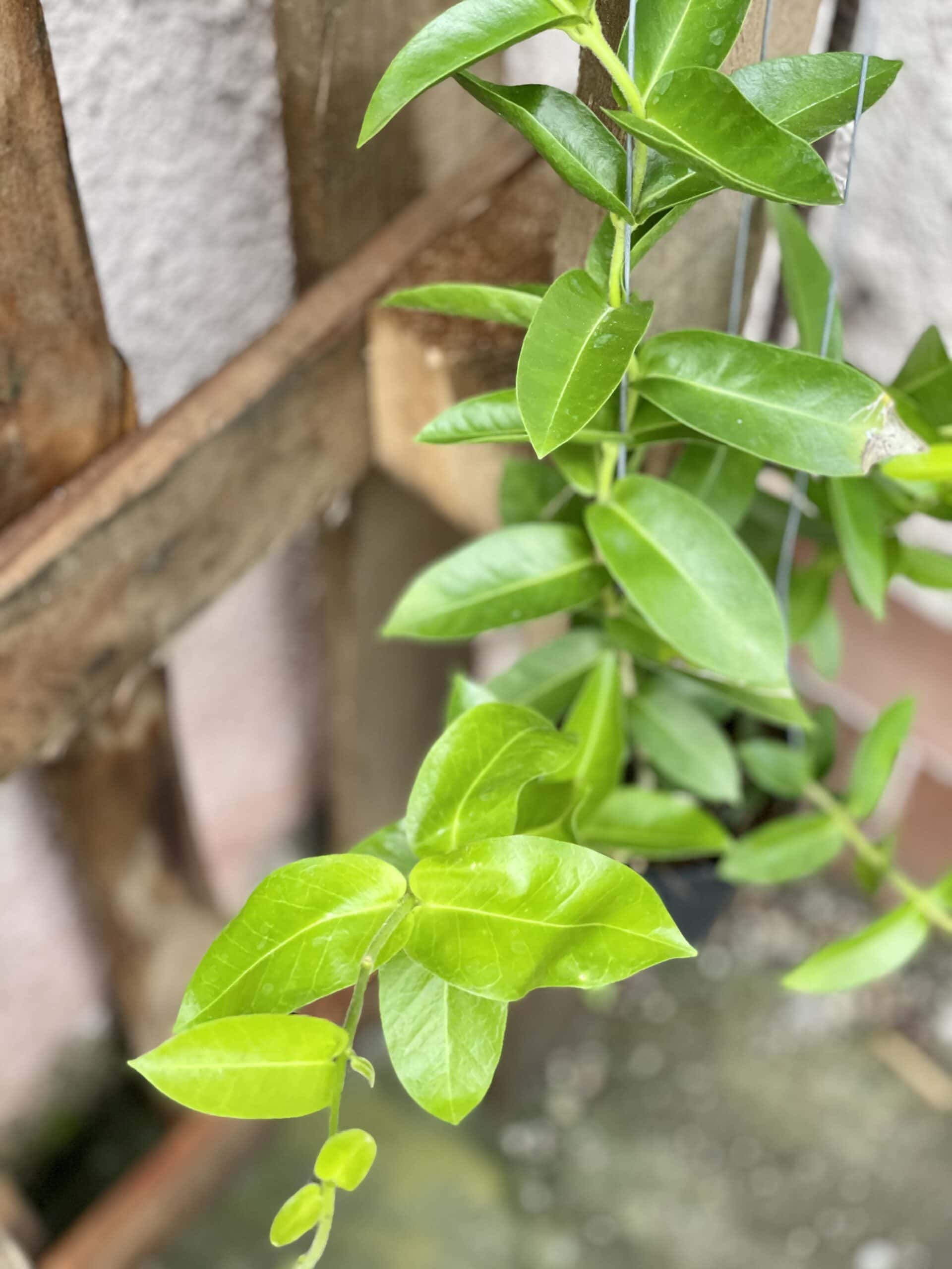 Hoya Densiflora (single plant) - Image 10