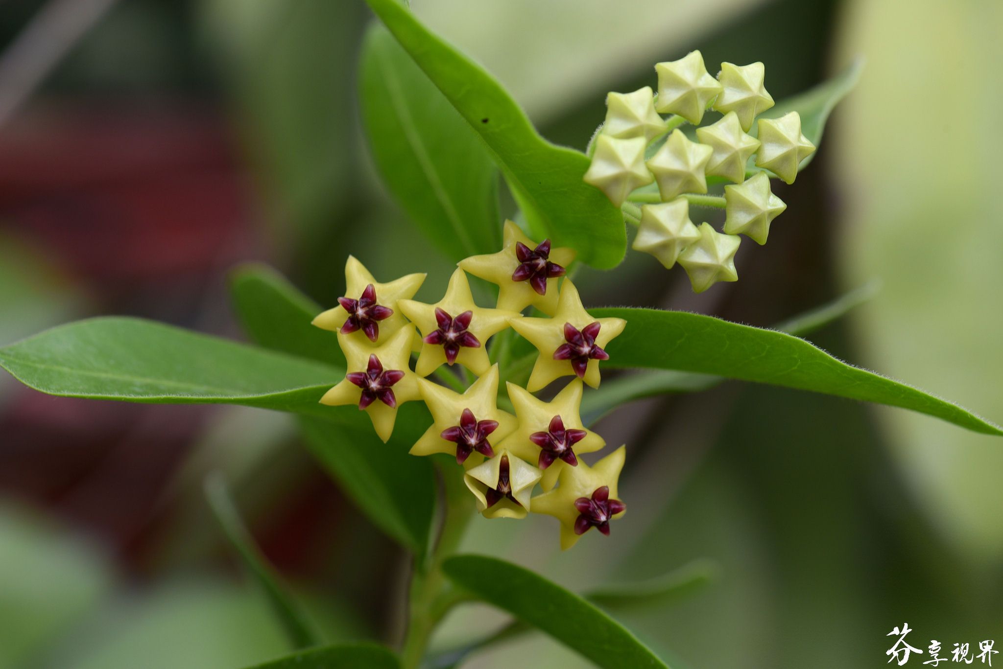 Hoya Densiflora (single plant) - Image 6
