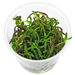 Limnophila Sp Belem (TC)