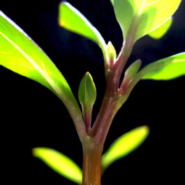 Ludwigia Meta/ Ludwigia inclinata Meta (6 stems)