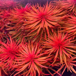 Ludwigia Meta/ Ludwigia inclinata Meta (6 stems)