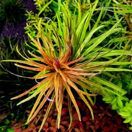 Ludwigia cuba/ Ludwigia inclinata var cuba (6 stems)