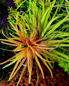 Ludwigia inclinata var cuba (6 stems)