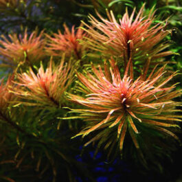 Ludwigia cuba/ Ludwigia inclinata var cuba (6 stems)