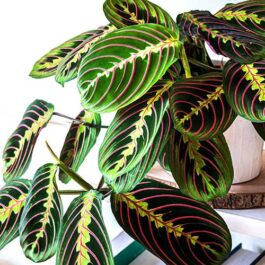 Maranta Leuconeura (single plant)