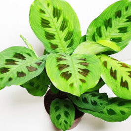 Maranta Leuconeura Kerchoveana (single plant)