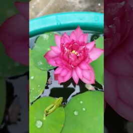 Nelumbo Nucifera Affection 16 Lotus