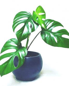 Monstera petrusa dwarf/ Rhaphidophora Pertusa (single plant)