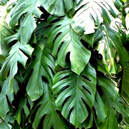 Monstera petrusa dwarf/ Rhaphidophora Pertusa (single plant)