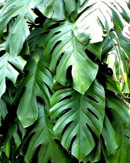 Monstera petrusa dwarf/ Rhaphidophora Pertusa (single plant)
