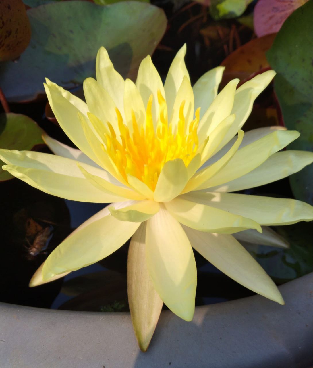 Chromptella, PinWaree, Colarado Water Lilly Combo (3 plants) - Image 3
