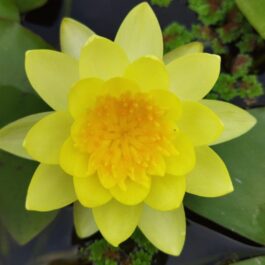 Chromptella, PinWaree, Colarado Water Lilly Combo (3 plants)