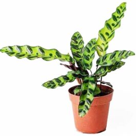 Calathea Rattlesnake (single plant)