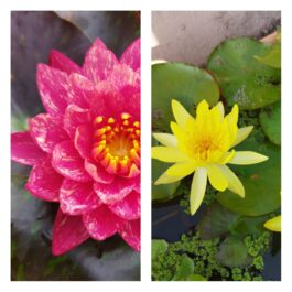 Nymphaea Wanvisa and Yellow Mexicana Combo ( 2 Plants)