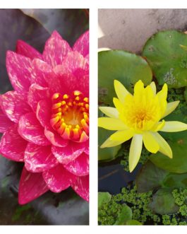 Nymphaea Wanvisa and Yellow Mexicana Combo ( 2 Plants)