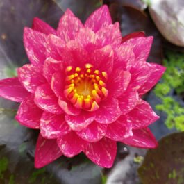 Nymphaea Wanvisa and Yellow Mexicana Combo ( 2 Plants)