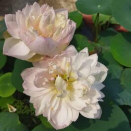 Ameri Camelia and Pink Meadow Bowl Lotus Tuber Combo ( 2 Tubers)