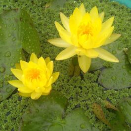 Nymphaea yellow mexicana, Colorado,wanvisa water lilly combo (3 plants)