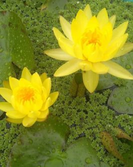 Nymphaea yellow mexicana, Colorado,wanvisa water lilly combo ( 3 plants)