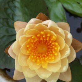 Nymphea perry’ s Baby and Mangala Ubol lilly combo ( 2 plants)