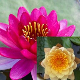 Nymphea perry’ s Baby and Mangala Ubol lilly combo ( 2 plants)