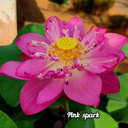 Pink shark,white masky, dripping dew lotus tuber combo (3 tubers)