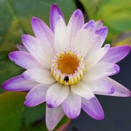 Hot pink and purple joy waterlily combo ( 2 plants)