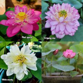 Pink shark,white masky, dripping dew lotus tuber combo (3 tubers)