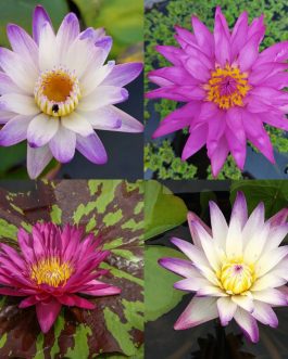 Hot pink and purple joy waterlily combo ( 2 plants)