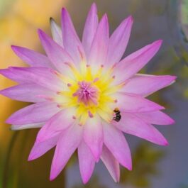 Nymphaea Blue whistle and June Allison combo ( 2 plants)