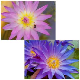 Nymphaea Blue whistle and June Allison combo ( 2 plants)