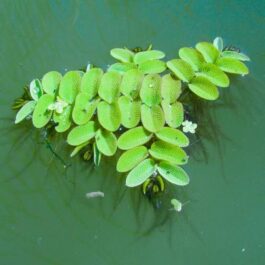 Pond plant combo ( 8 plants)