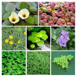 Pond plant combo ( 8 plants)