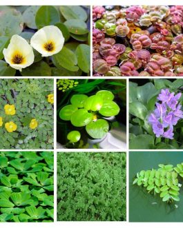 Pond plant combo ( 8 plants)