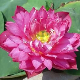 Lotus tuber combo (Red Philip,Yellow peony,Lady Bingly)