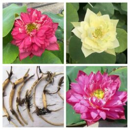 Lotus tuber combo (Red Philip,Yellow peony,Lady Bingly)