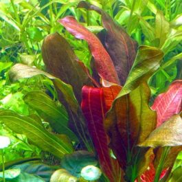 Echinodorus Barthii (large pot)