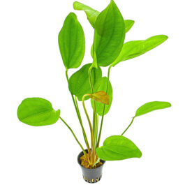 Echinodorus Barthii (large pot)