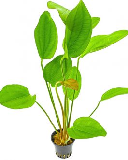 Echinodorus Barthii (large pot)