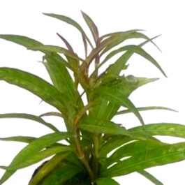 Hygrophila quadrivalvis Needle Leaf (3 stems)